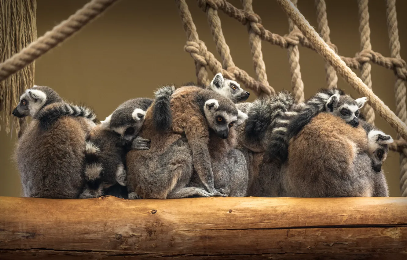 Photo wallpaper rope, rope, lemur, log, lemurs, company