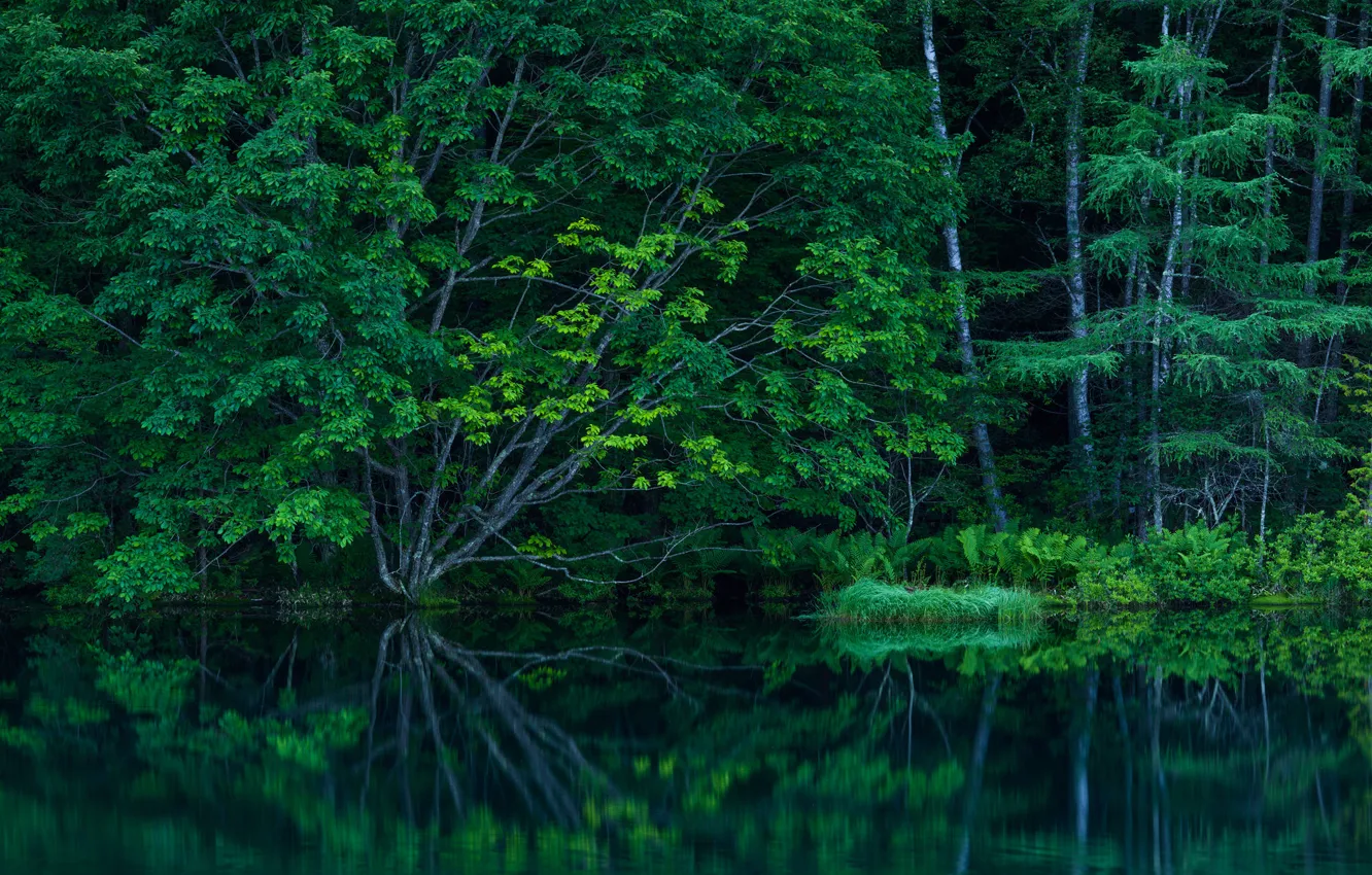 Photo wallpaper forest, trees, lake, pond, thickets
