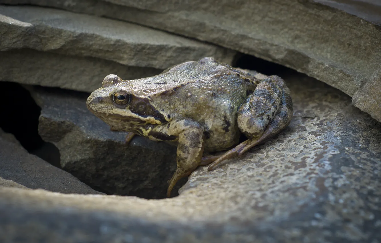 Photo wallpaper nature, animal, stone, frog, toad, amphibian, amphibian, tailless