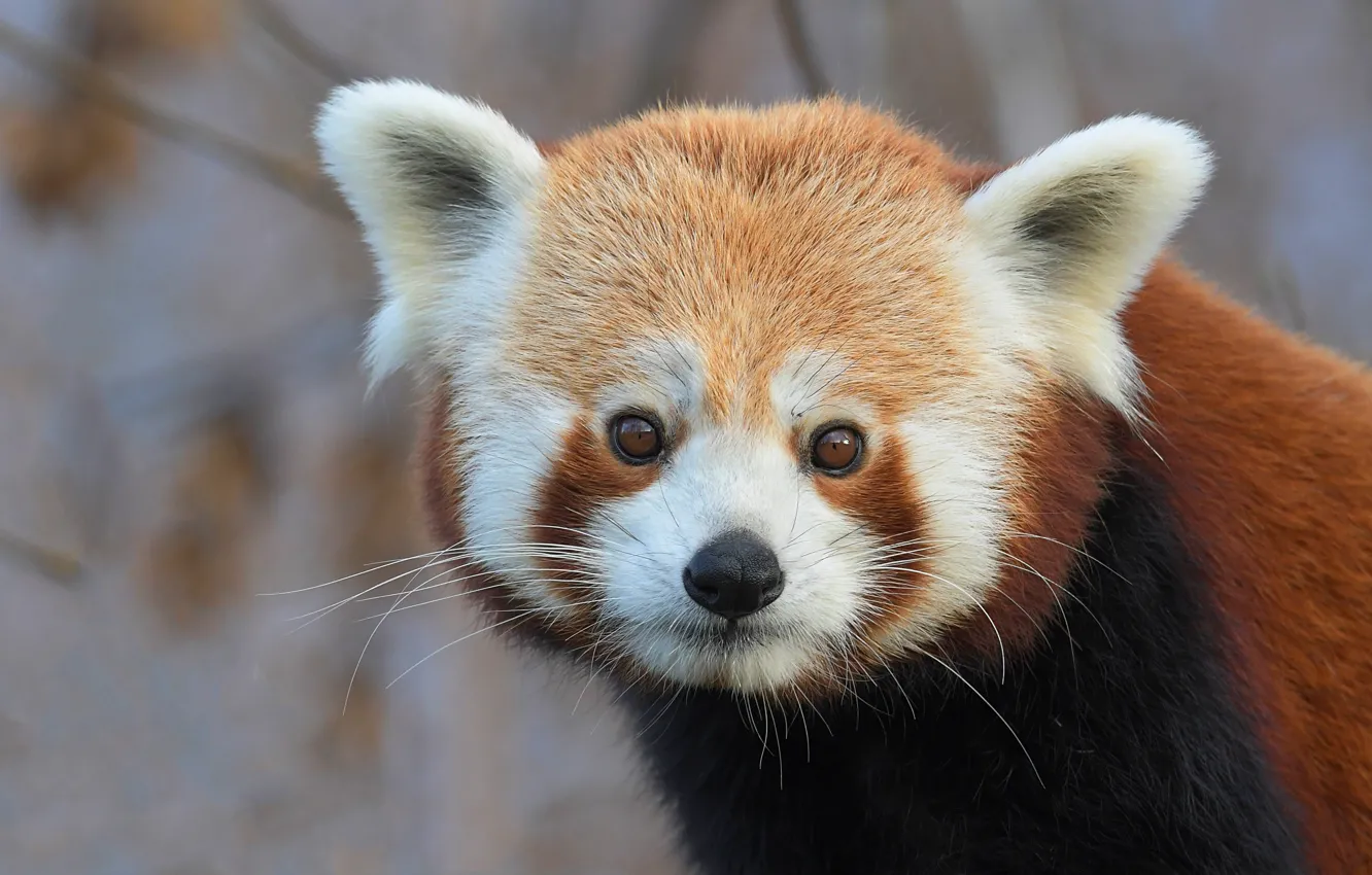 Photo wallpaper look, face, background, portrait, red Panda, red Panda