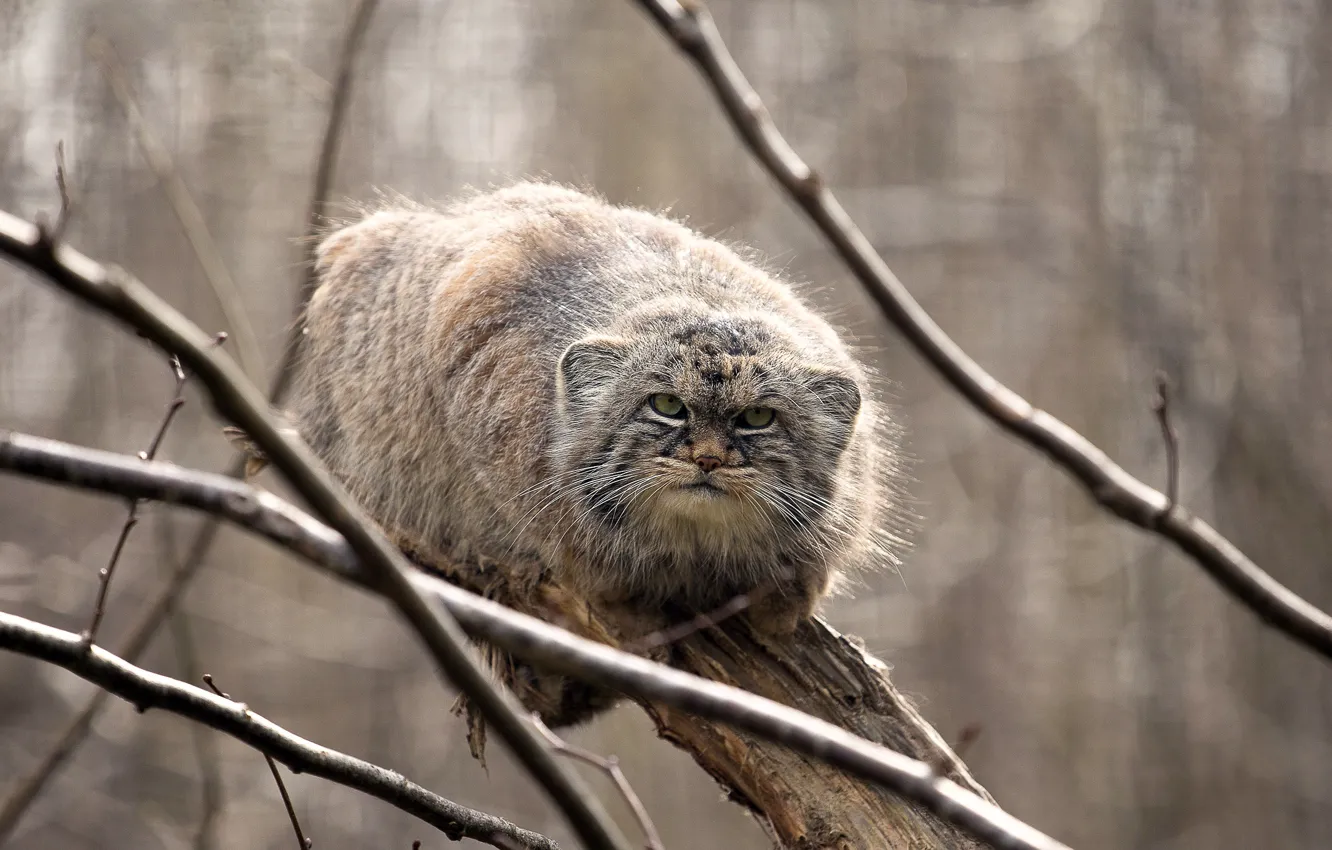 Photo wallpaper look, on the tree, manul, manul, the Pallas cat