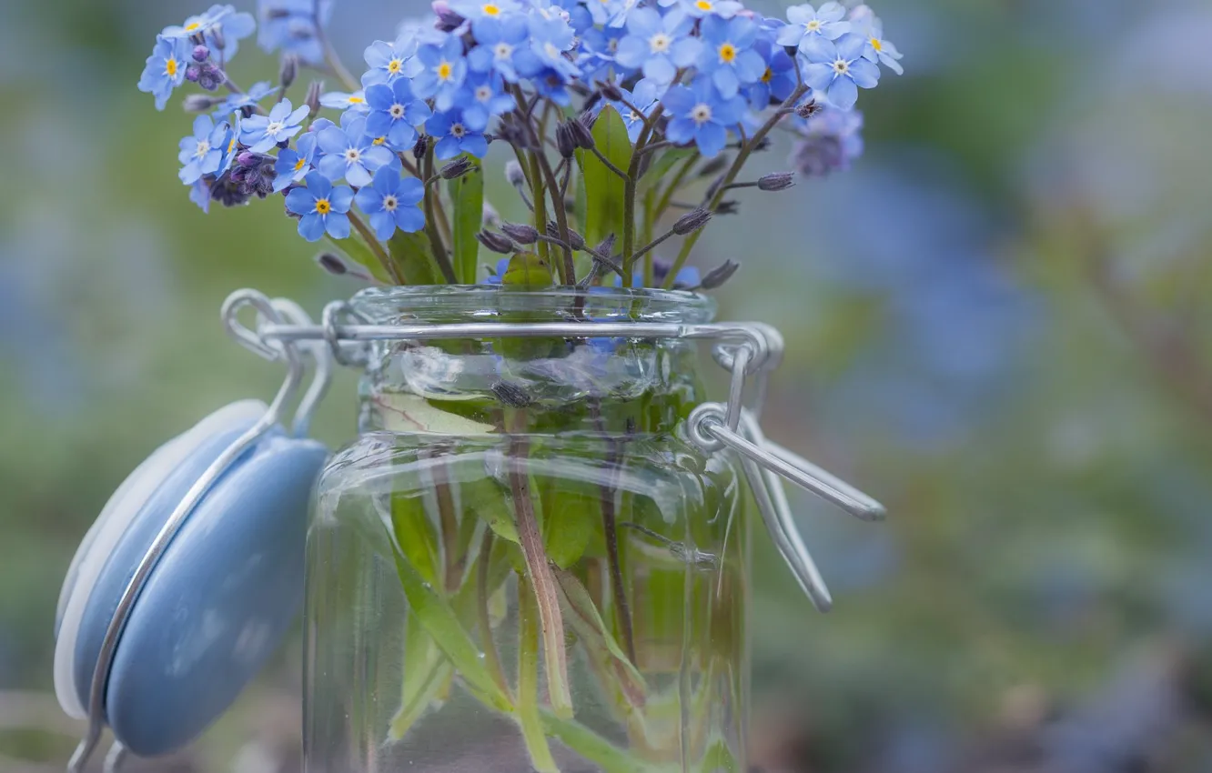 Photo wallpaper blur, Bank, forget-me-nots