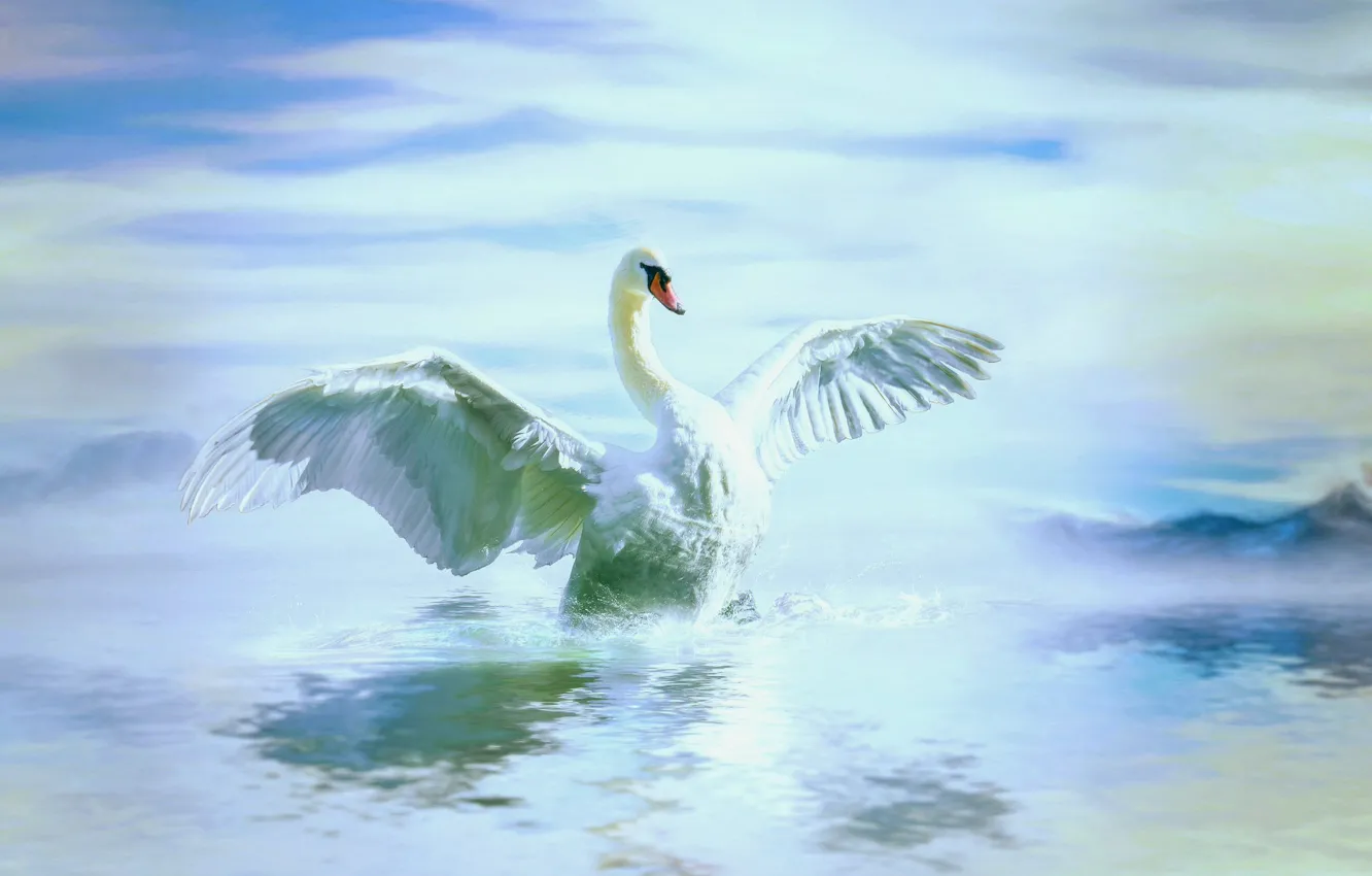 Photo wallpaper white, the sky, water, clouds, bird, wings, treatment, bathing