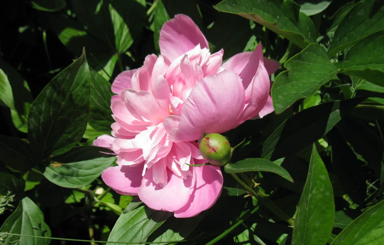 Photo wallpaper leaves, pink, Bud, green, carved, Peony