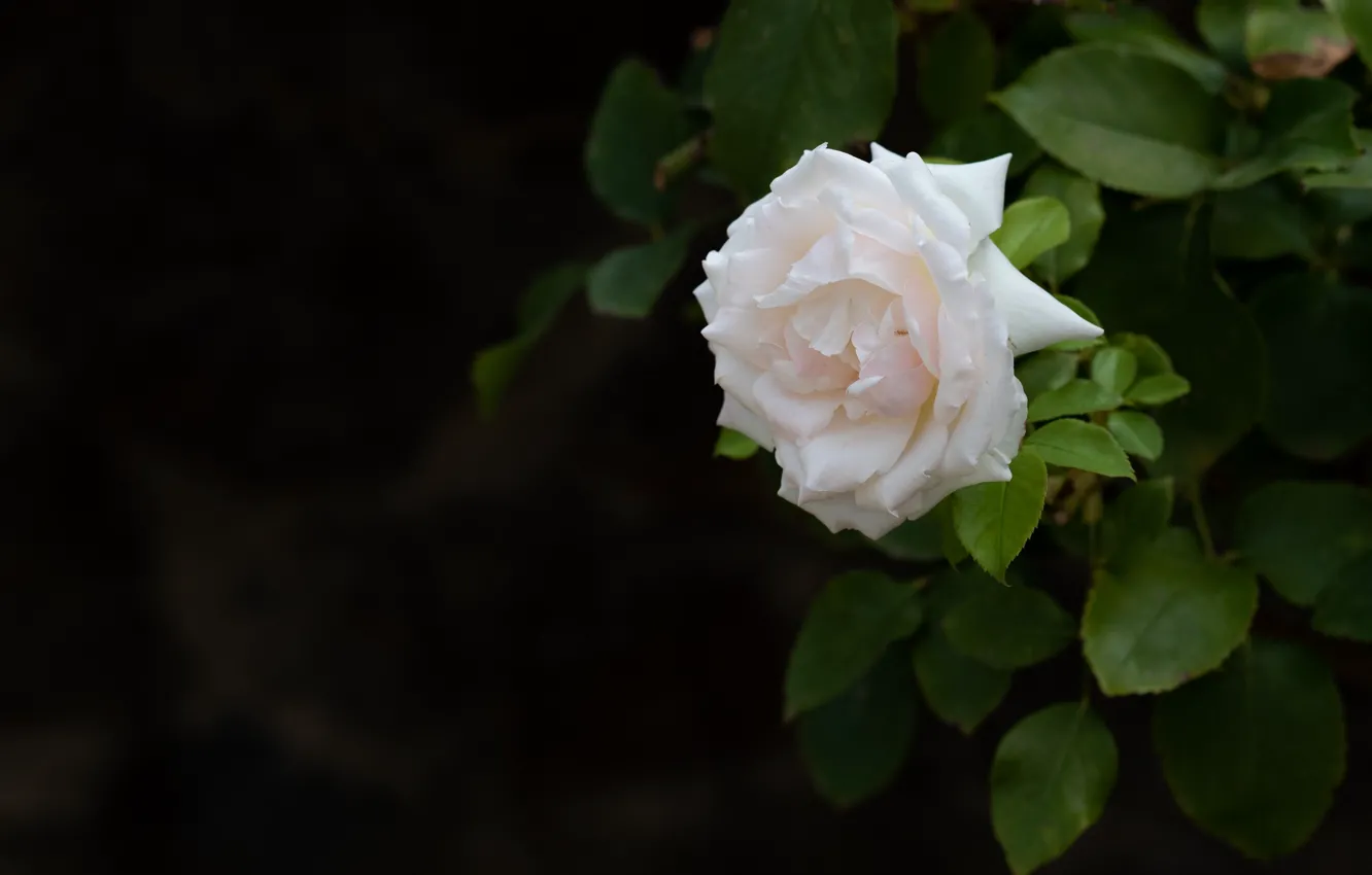 Photo wallpaper leaves, flowers, nature, roses