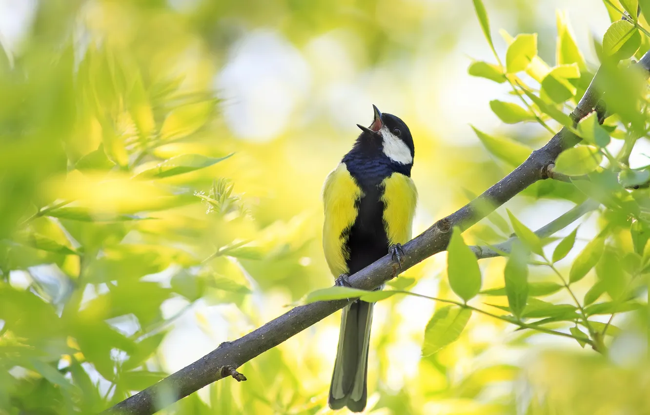 Photo wallpaper branches, bird, foliage, tit, singing, Big tit