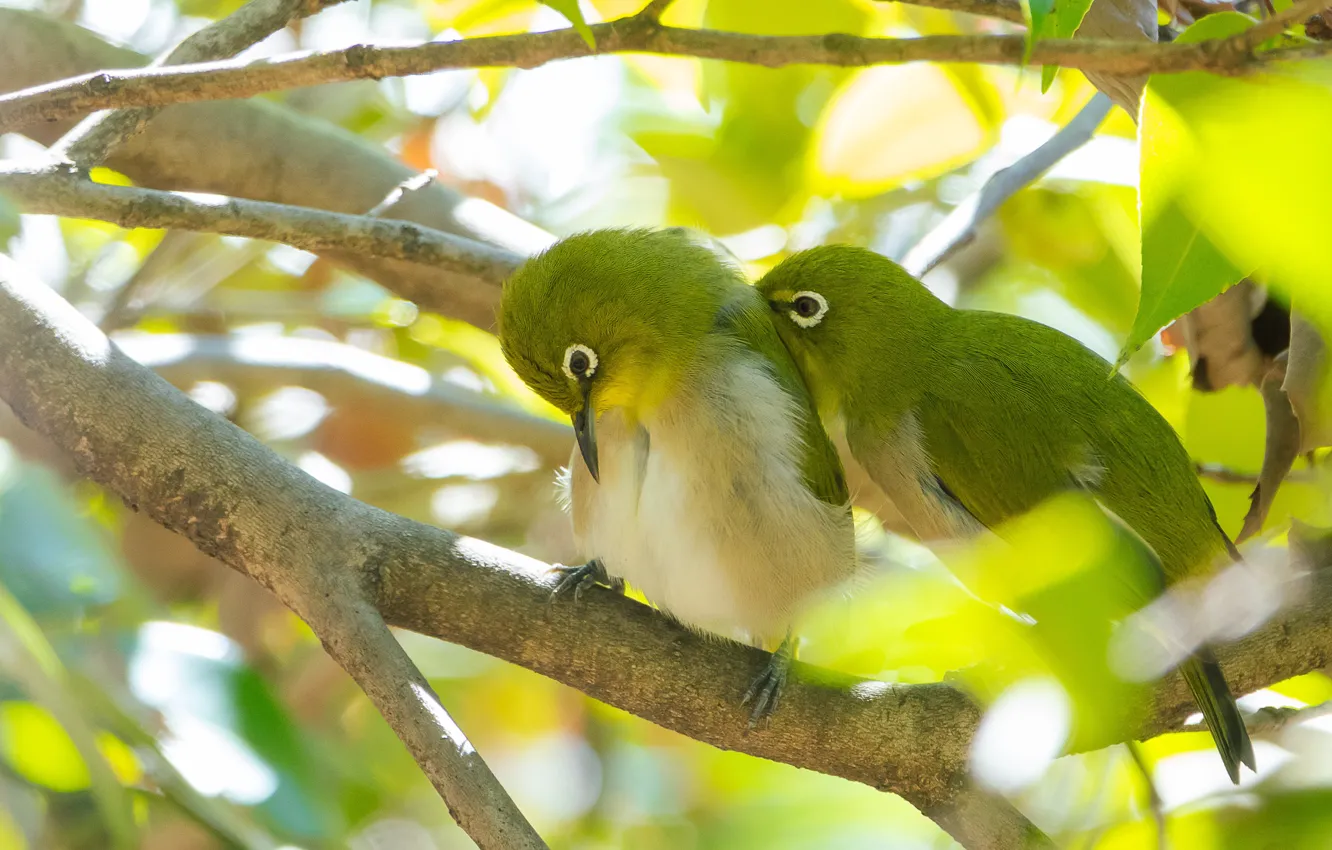Photo wallpaper greens, light, branches, bird, foliage, a couple, bokeh, Japanese white-eye