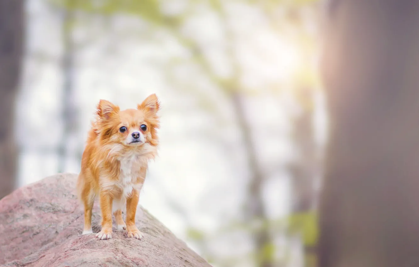 Photo wallpaper look, background, each, dog