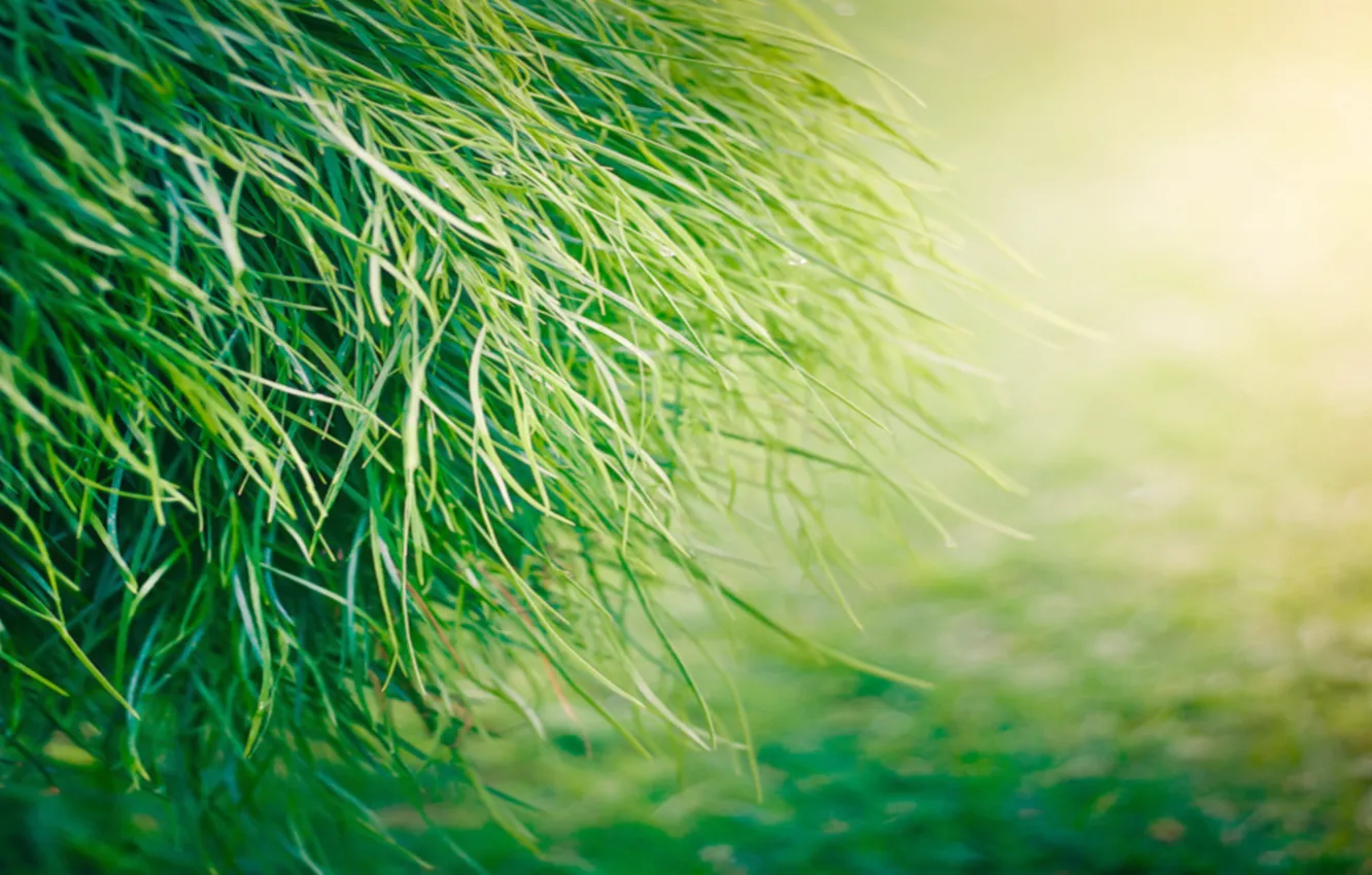 Photo wallpaper greens, grass, macro