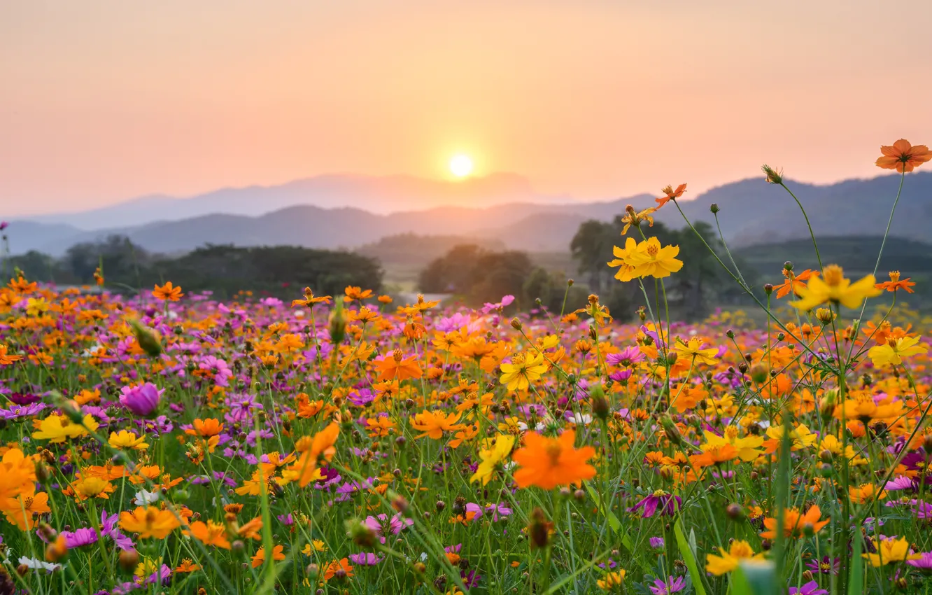 Photo wallpaper field, summer, the sky, the sun, flowers, orange, yellow, fog