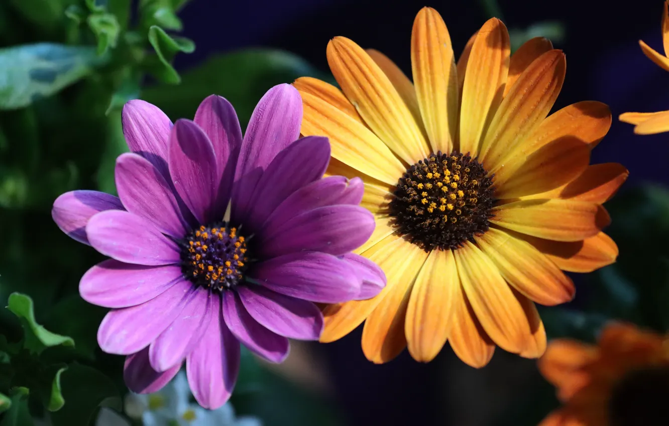 Photo wallpaper flowers, yellow, lilac, Duo, two, osteospermum