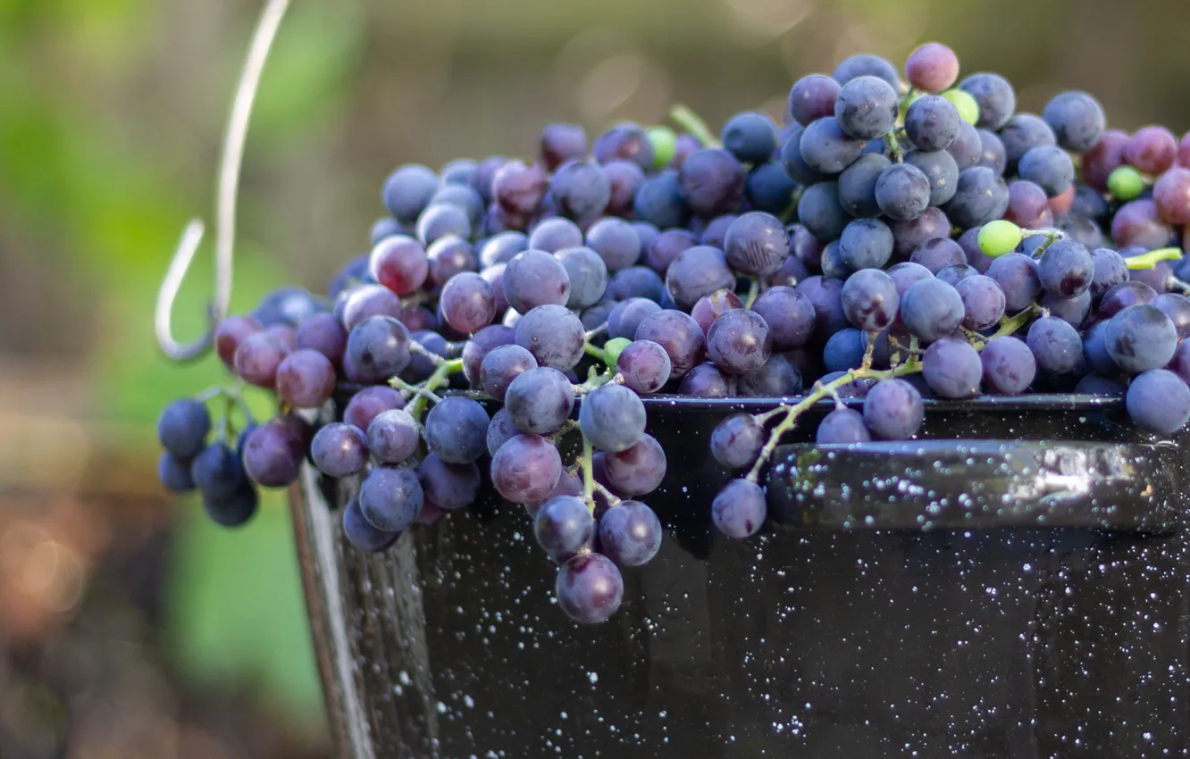 Photo wallpaper harvest, grapes, bucket