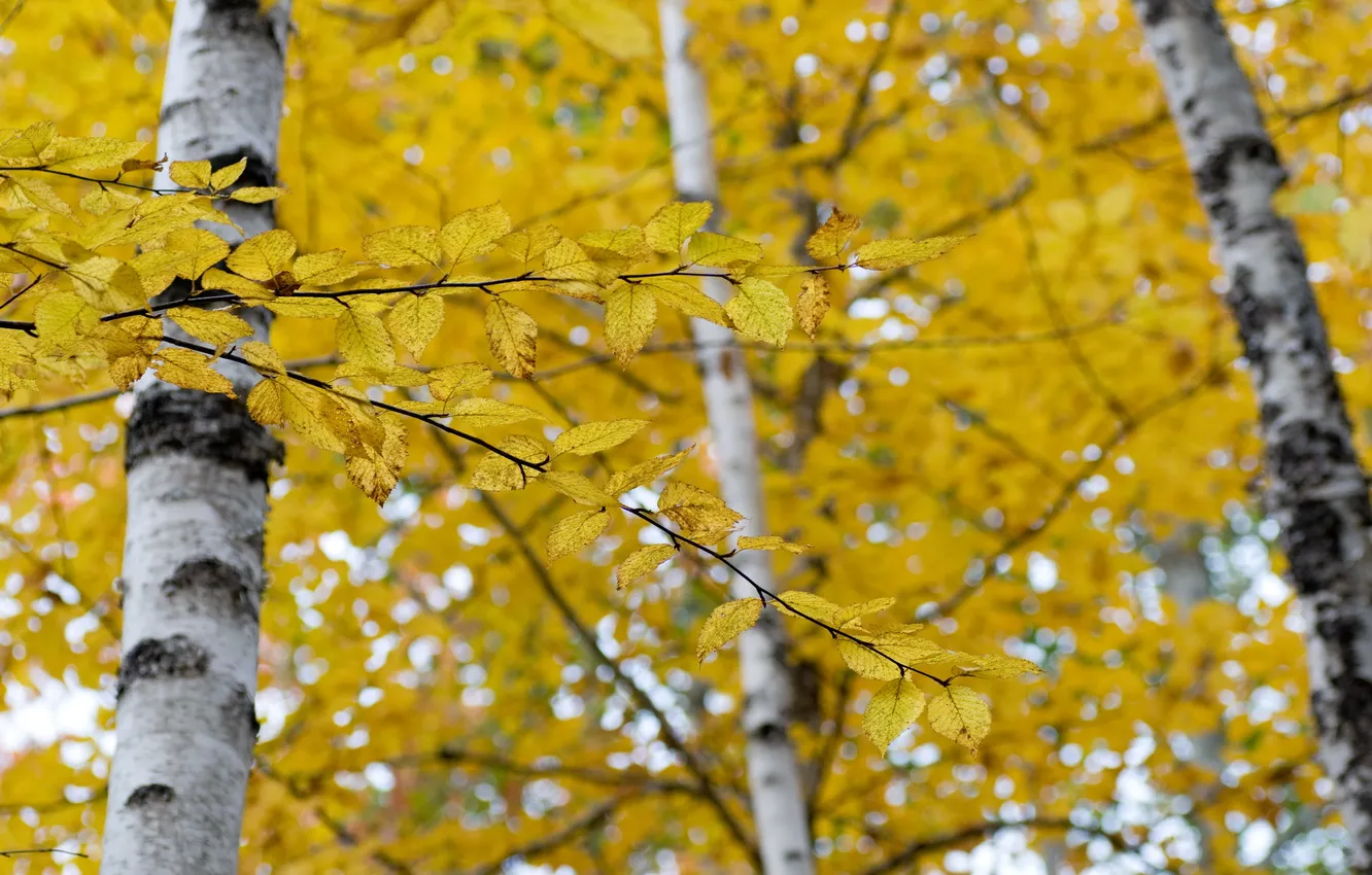 Photo wallpaper autumn, nature, birch