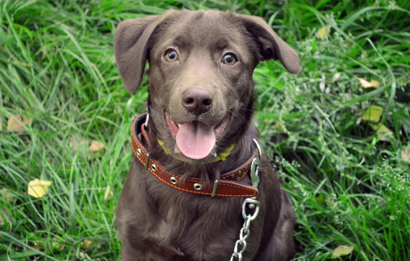 Photo wallpaper grass, joy, dog, walk
