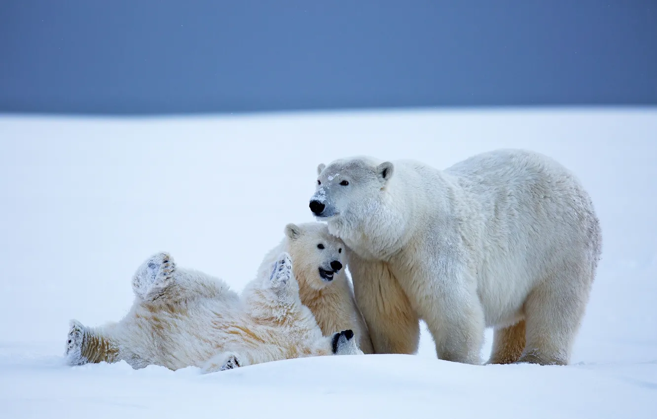 Photo wallpaper winter, snow, bears, Alaska, bears, polar bears, bear, cubs