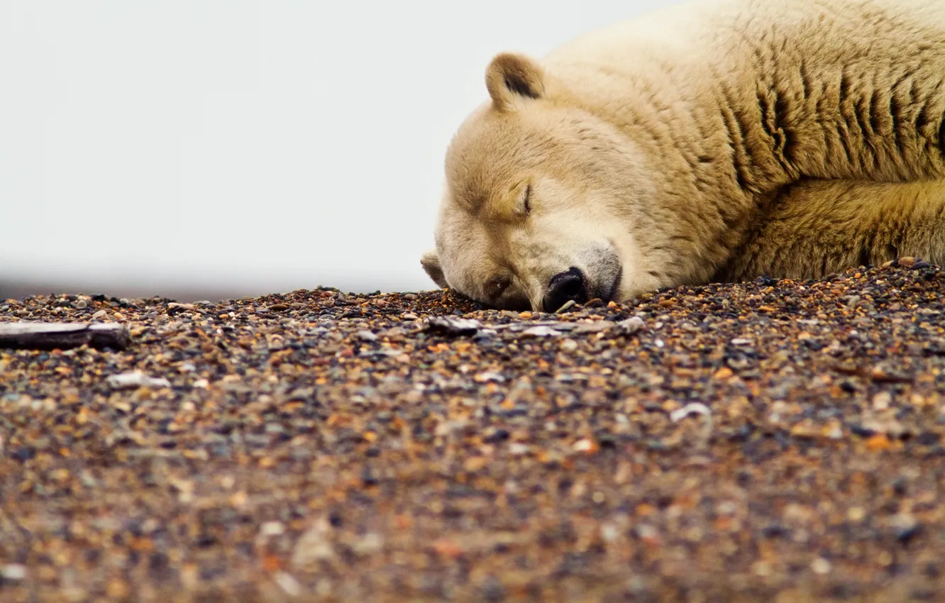 Photo wallpaper white, pebbles, dirty, stay, bear, bear, sleeping, global poteplenie