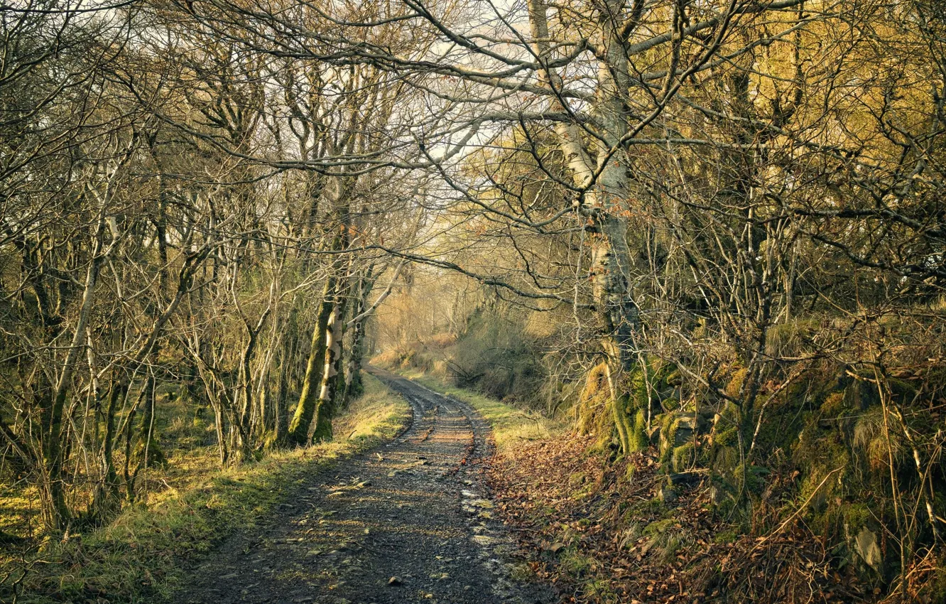 Photo wallpaper road, forest, branches
