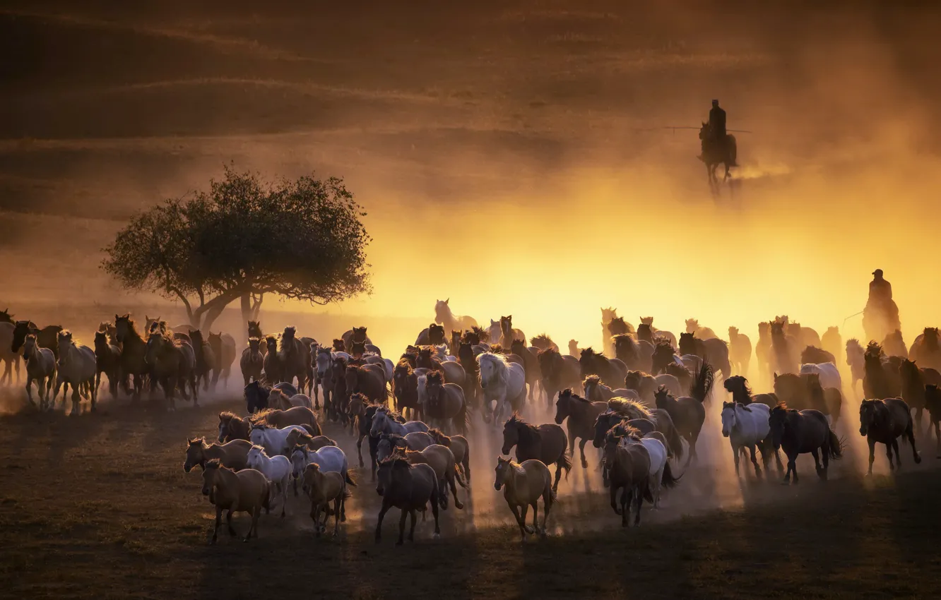 Photo wallpaper horses, dust, the evening, the herd