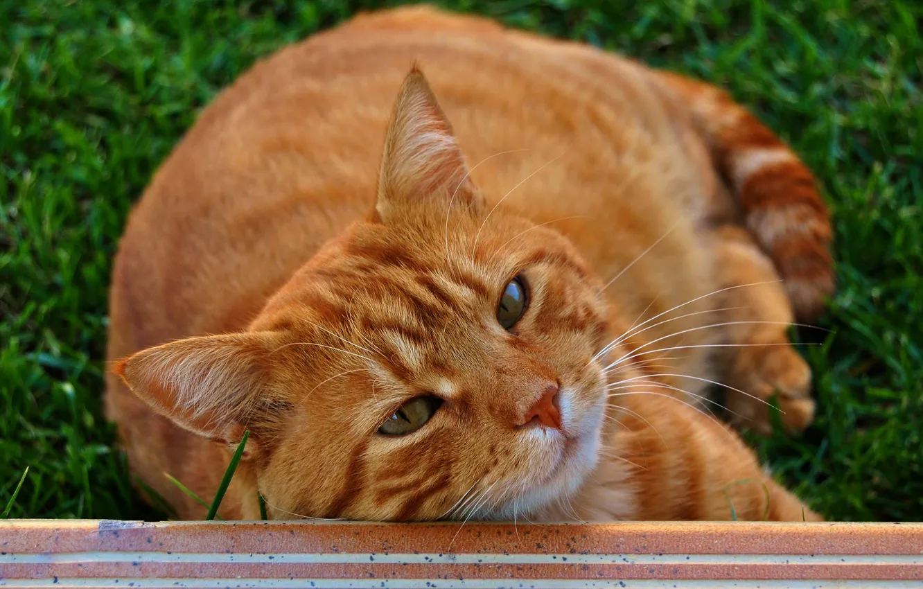 Photo wallpaper cat, cat, look, face, portrait, lies, red