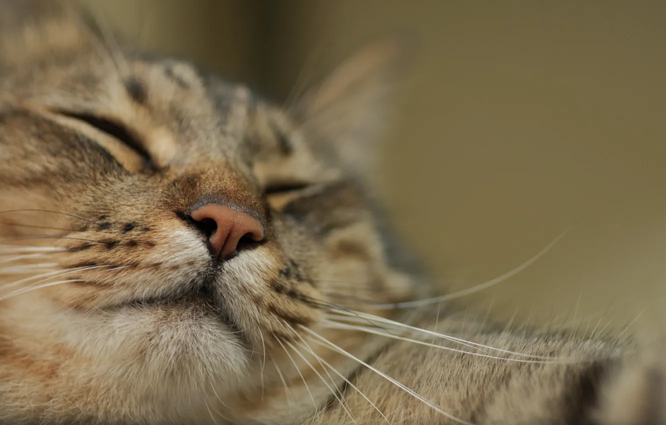 Photo wallpaper cat, face, macro, paws, sleeping
