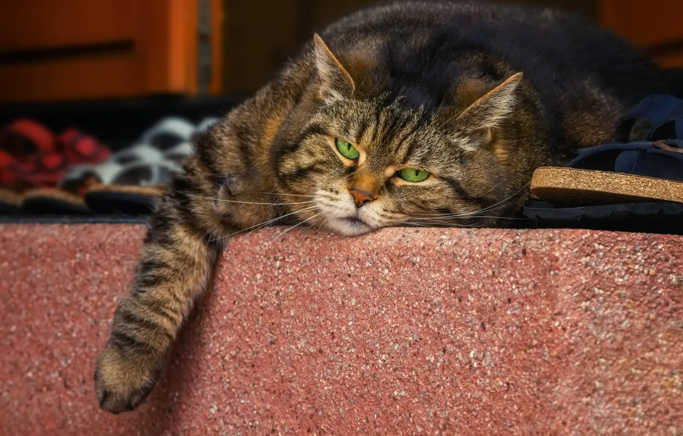 Photo wallpaper cat, look, face, grey, stay, lies, concrete, striped