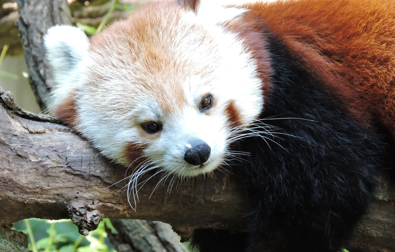 Photo wallpaper face, lies, red Panda, fauna, mammal