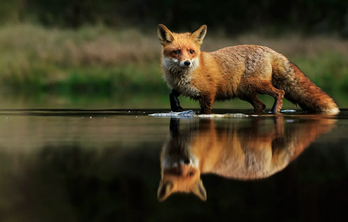 Photo wallpaper look, reflection, Fox, pond