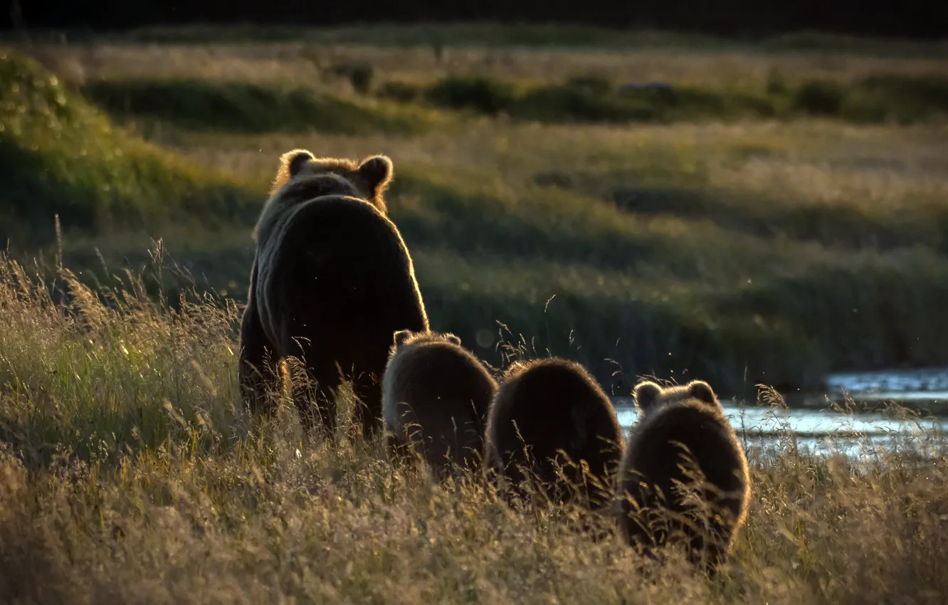 Photo wallpaper nature, morning, bears