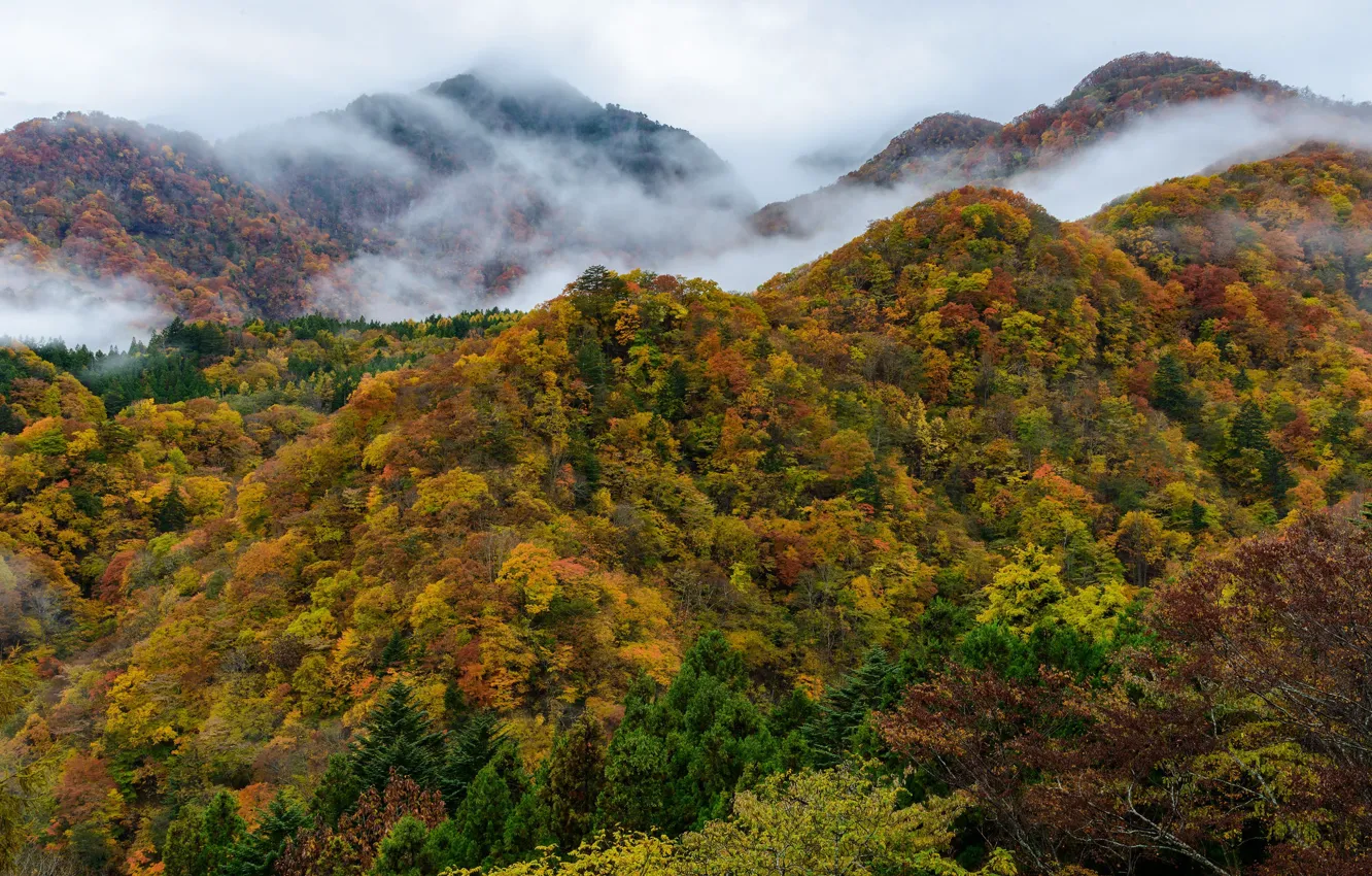 Photo wallpaper autumn, forest, trees, mountains, nature, fog