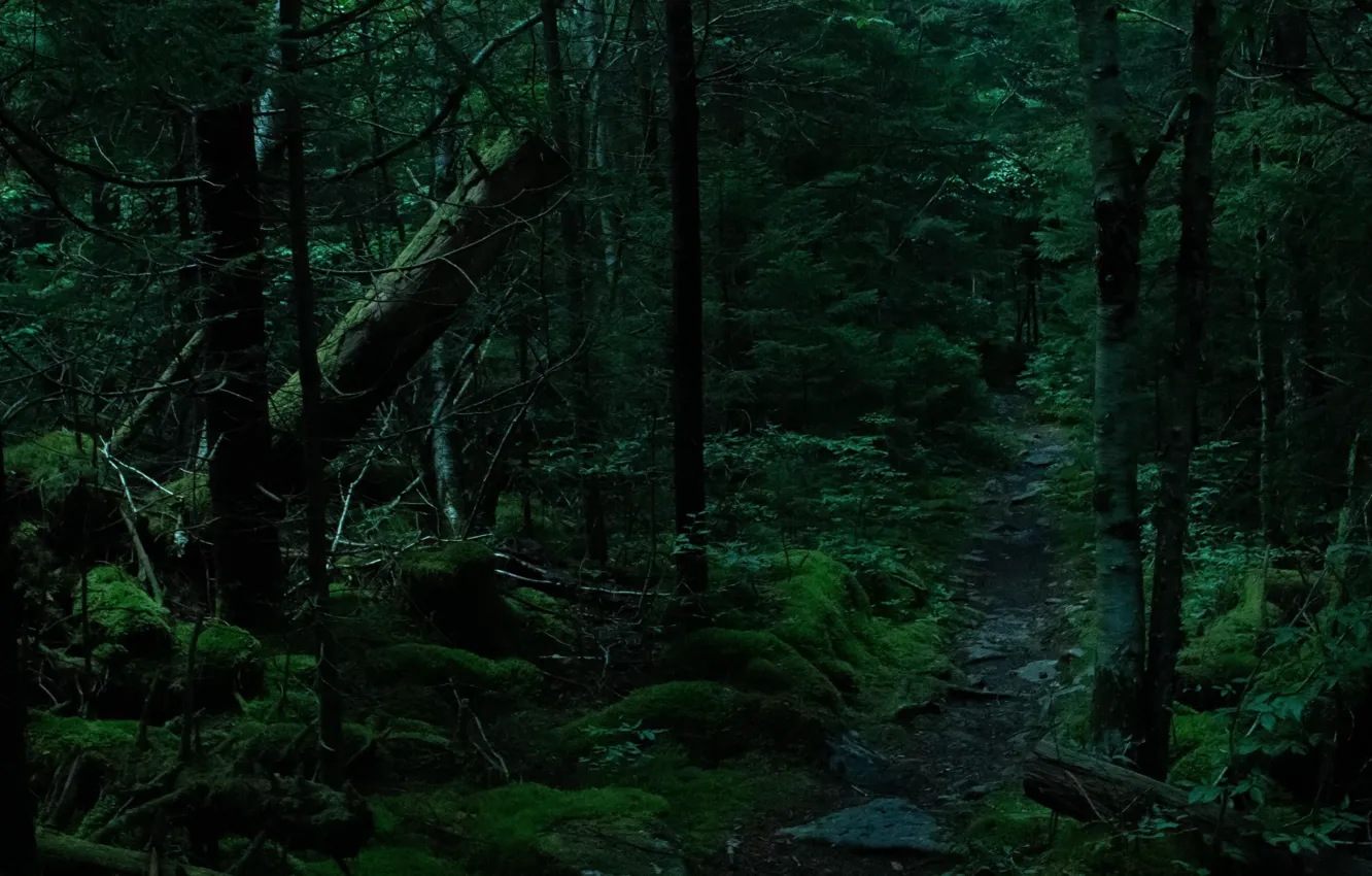 Photo wallpaper forest, trees, nature, moss, path