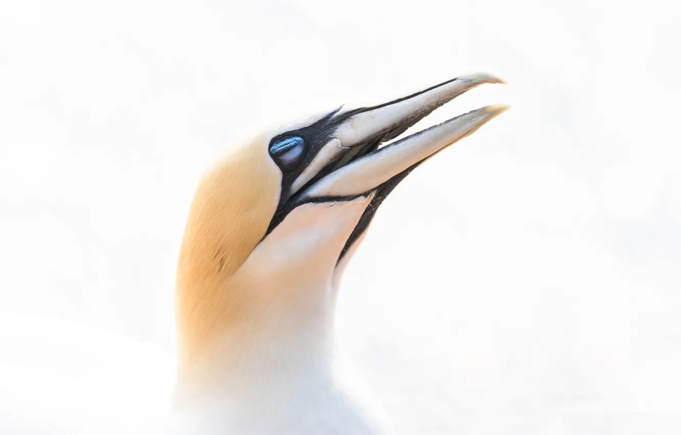 Photo wallpaper bird, beak, the Northern Gannet