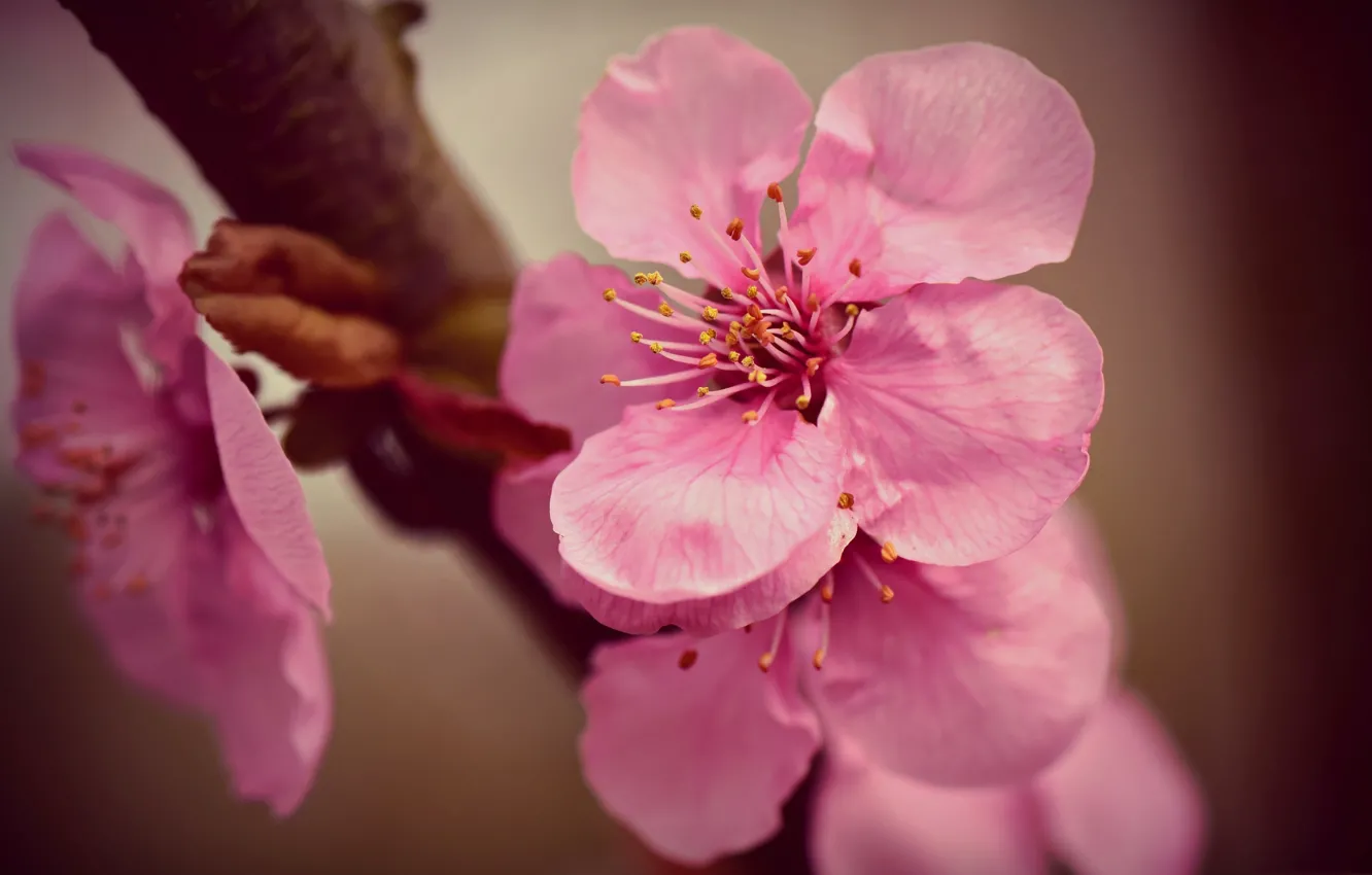 Photo wallpaper spring, petals, Sakura