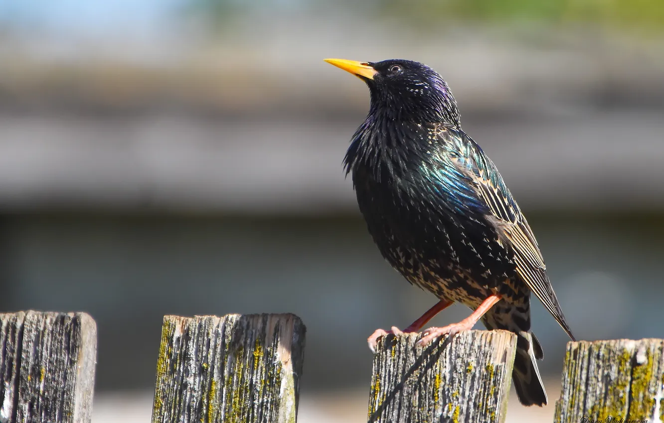 Photo wallpaper bird, spring, Starling, photohunt