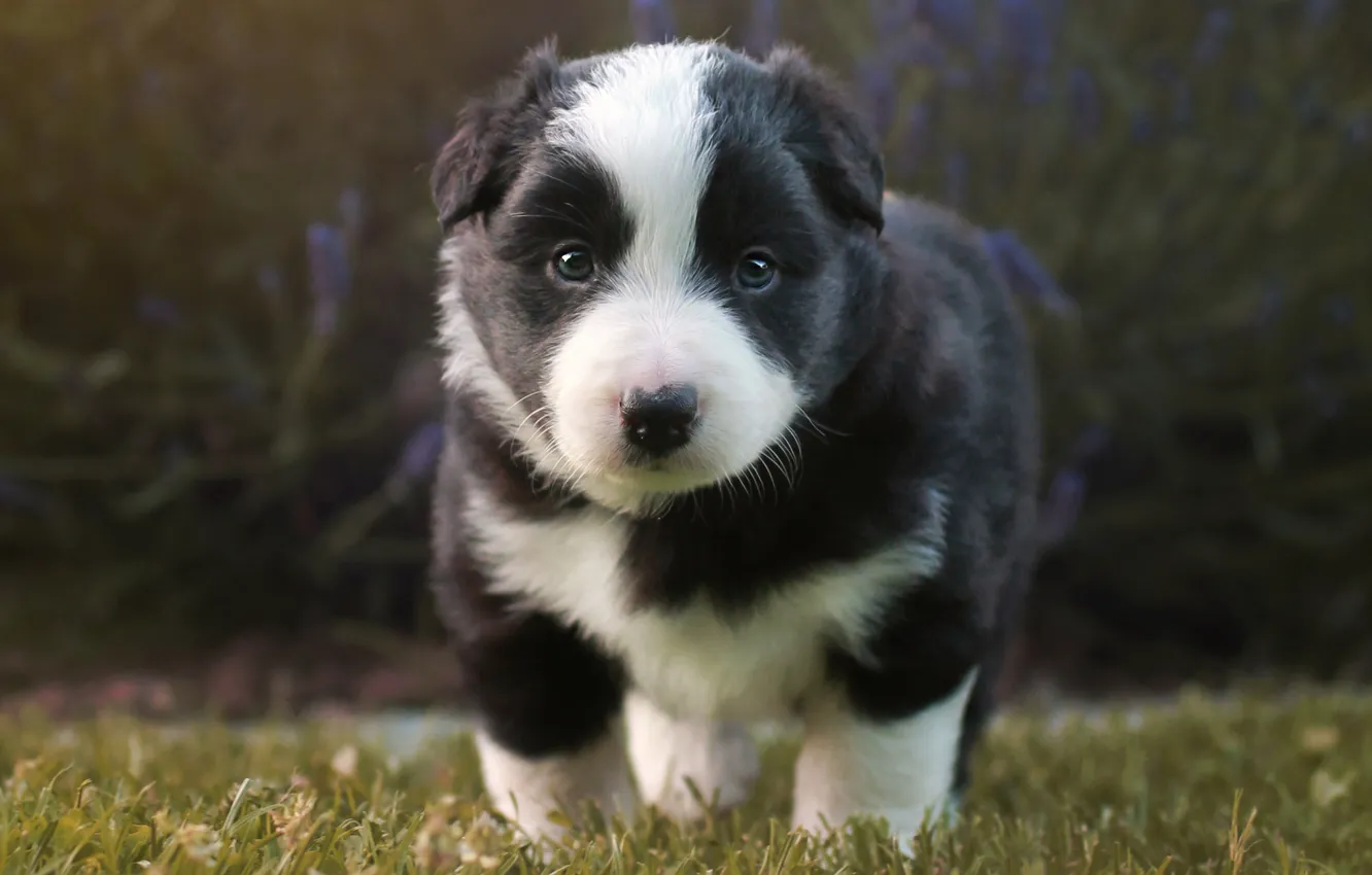 Photo wallpaper look, nature, dog, baby, puppy, black and white, is, face