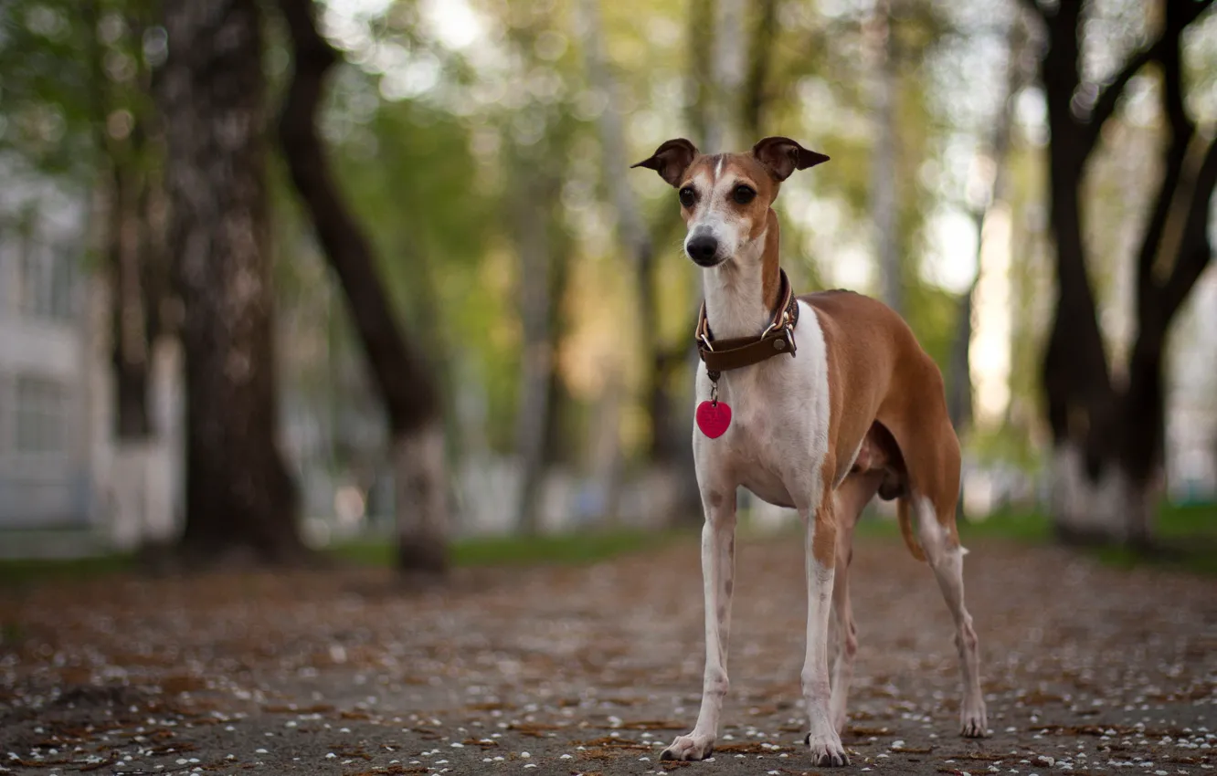 Photo wallpaper background, street, dog