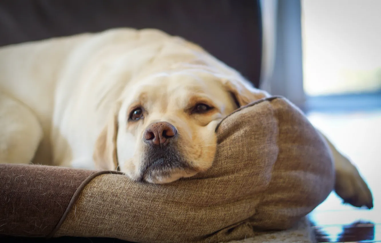 Photo wallpaper look, each, dog