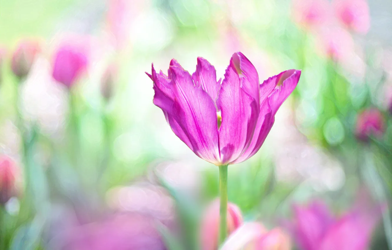 Photo wallpaper flowers, treatment, spring, tulips, pink, buds, lilac, bokeh