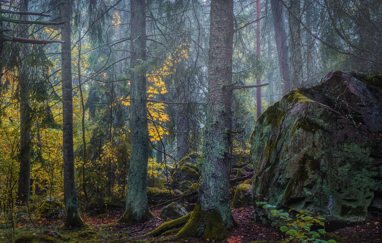 Photo wallpaper forest, trees, pines