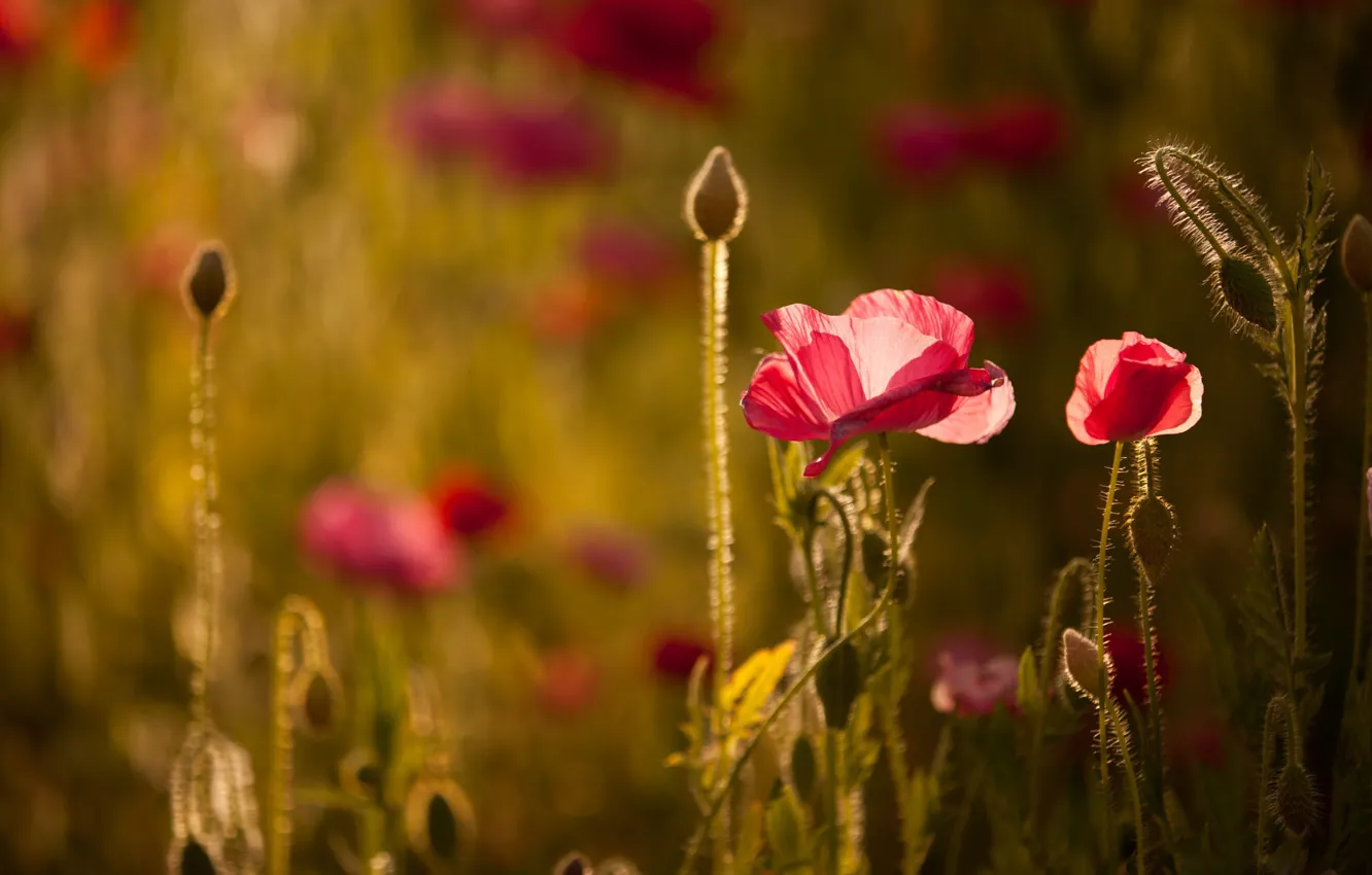 Photo wallpaper light, flowers, Maki, bokeh