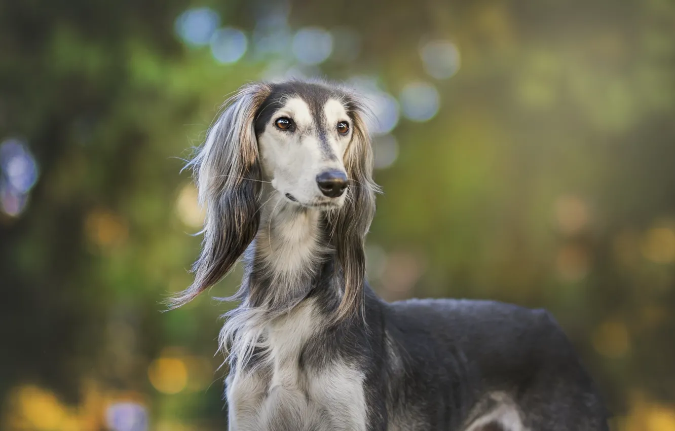 Photo wallpaper nature, animal, dog, dog, bokeh, Saluki, Greyhound