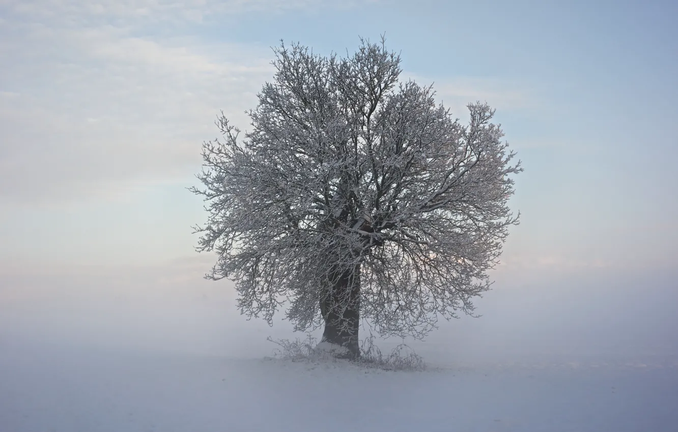 Photo wallpaper cold, winter, snow, branches, tree