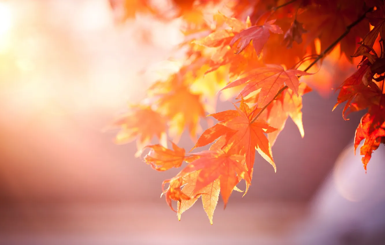 Photo wallpaper leaves, trees, orange