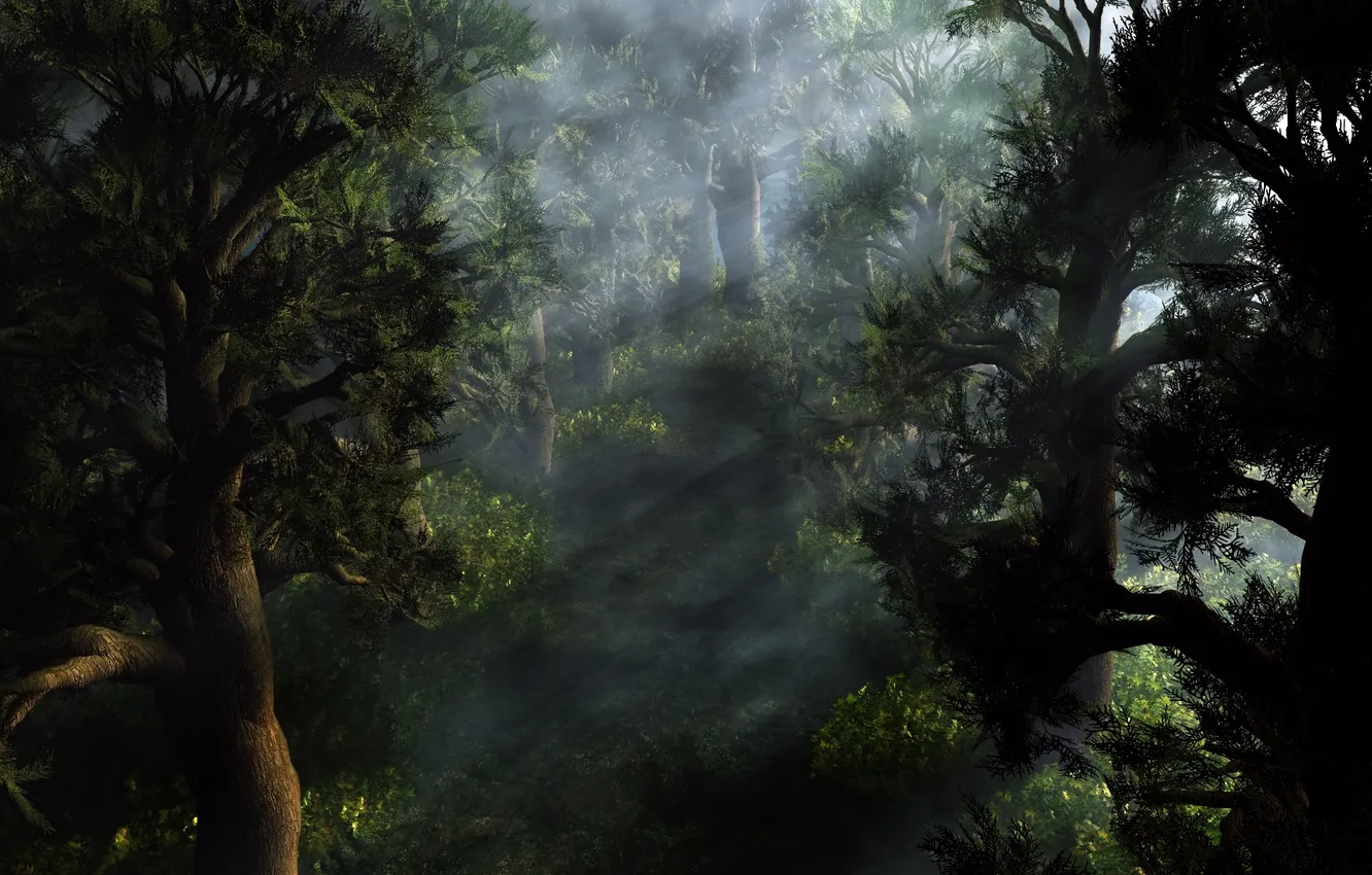 Photo wallpaper forest, rays, light, trees, dawn, coniferous