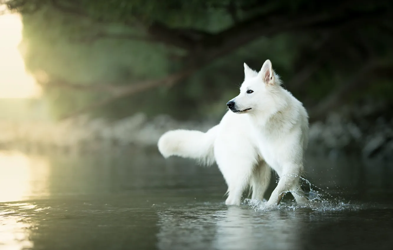 Photo wallpaper water, dog, bokeh, The white Swiss shepherd dog