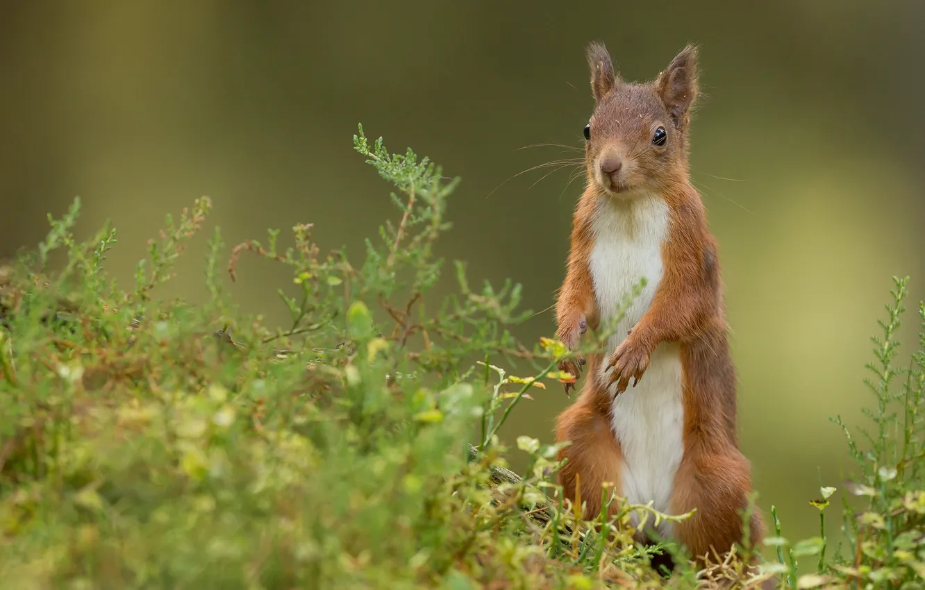 Photo wallpaper protein, red, stand