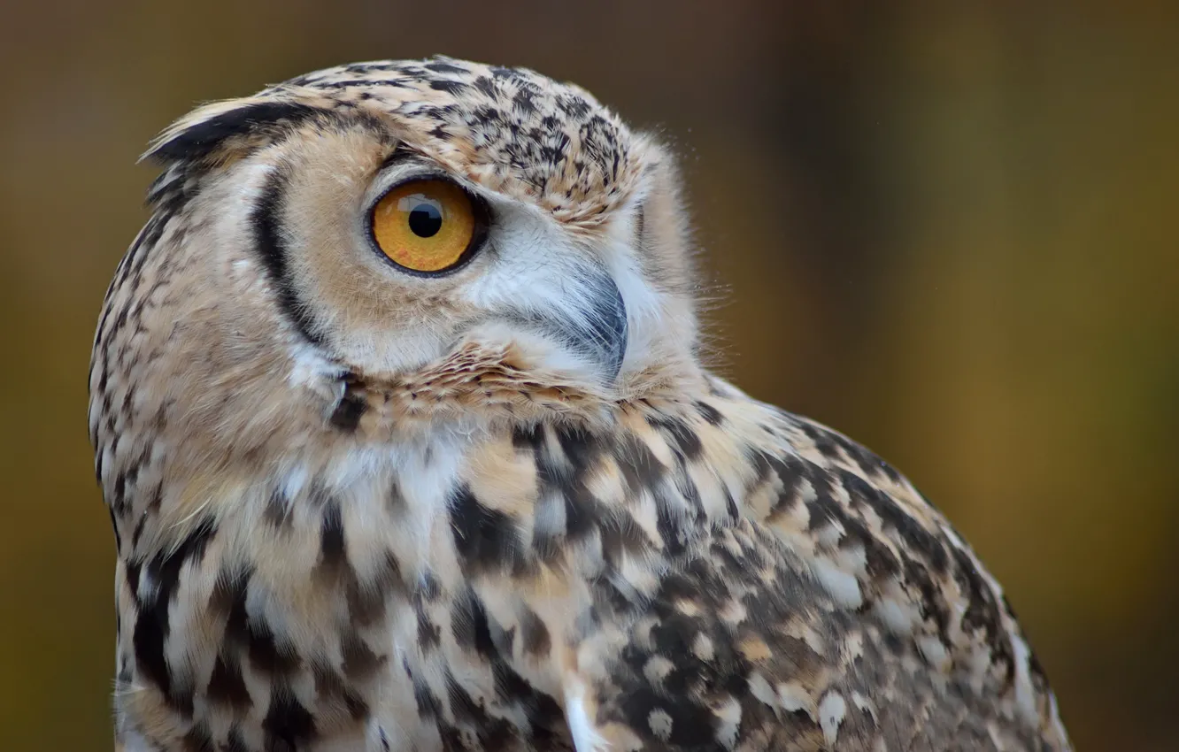 Photo wallpaper owl, bird, blurred background, by Nushaa