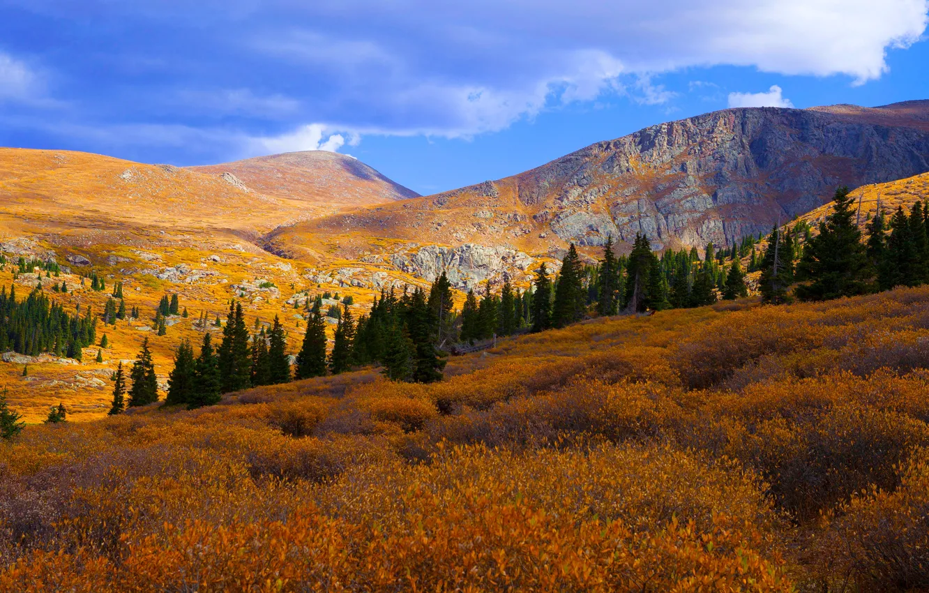Photo wallpaper autumn, forest, trees, mountains, rocks, shrub, the colors of autumn