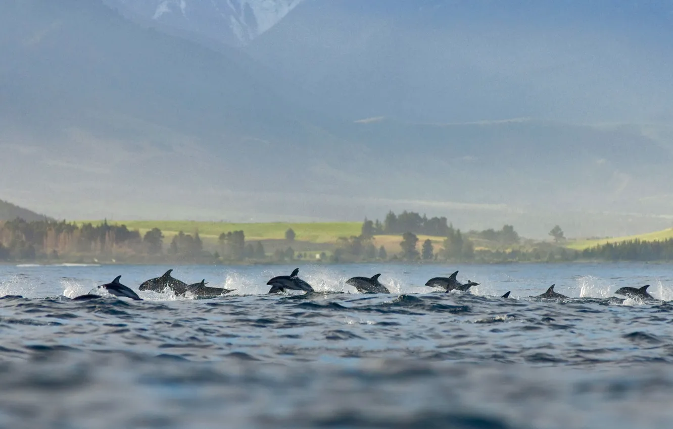 Photo wallpaper pack, New Zealand, dim Dolphin, dark Dolphin, Kaikoura