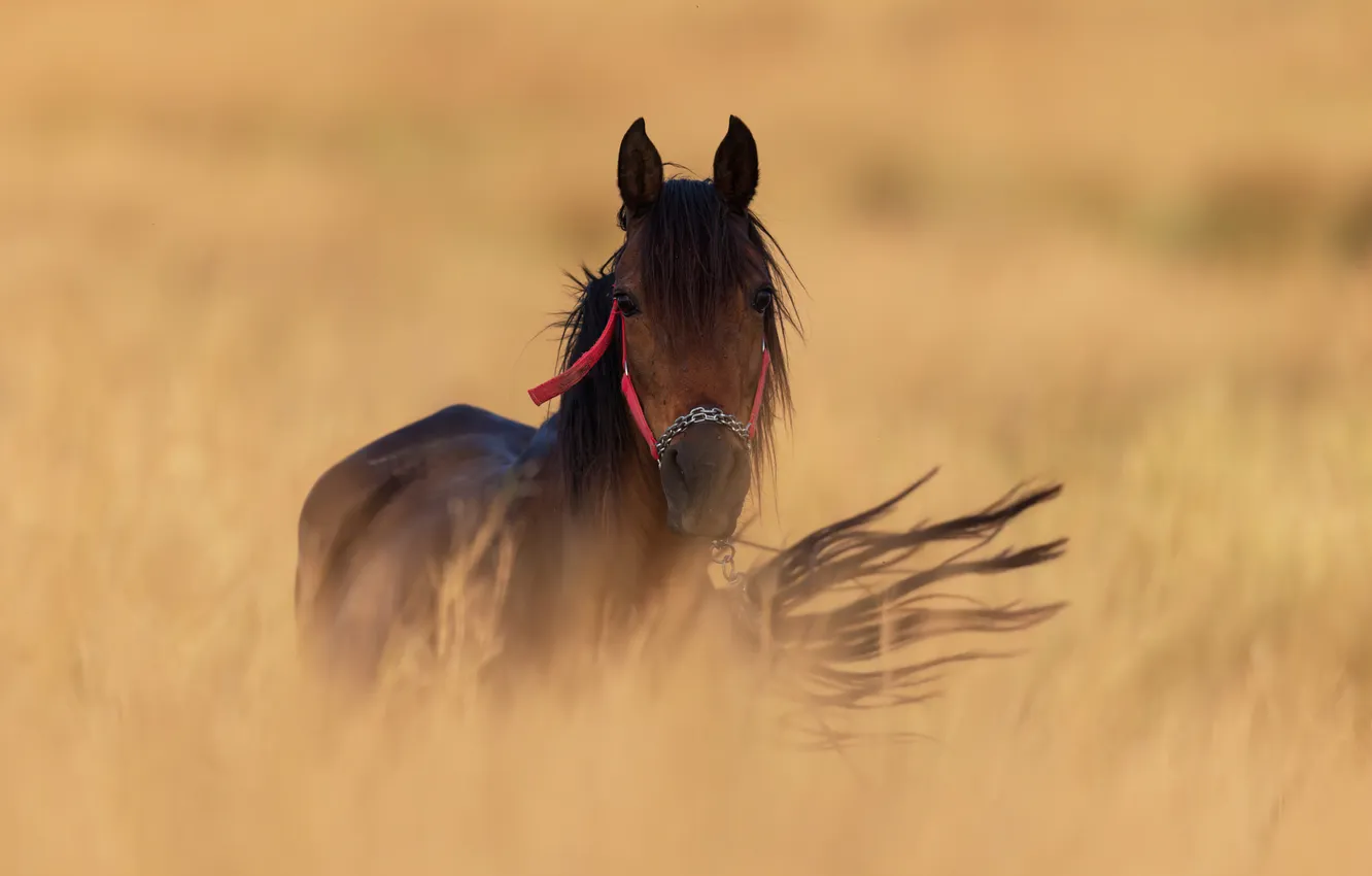 Photo wallpaper field, look, face, horse, horse, tail, walk, bokeh