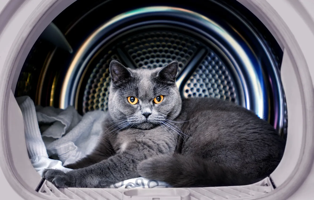 Photo wallpaper cat, cat, look, grey, lies, British, yellow eyes, washing machine